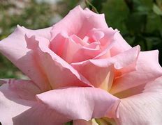 Image result for Dusty Rose Color Flowers