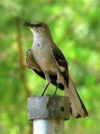 Image result for What Is the Texas State Bird