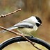 Image result for Small Songbirds