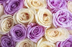 Image result for Beige Roses Background