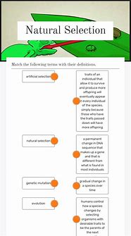 Image result for Natural Selection Worksheet Answer Key