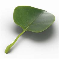 Image result for Leaf Spiral 3D Model