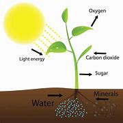 Image result for Light Affecting Photosynthesis