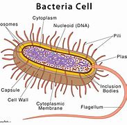 Image result for Basic Bacteria Cell