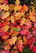 Image result for Fall Leaves Individual Oak