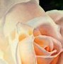 Image result for Watercolor Flowers