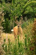 Image result for Huemul Deer Coloring Pages