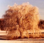 Image result for Willow Tree Embroidery Design