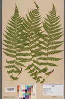 Image result for All Branches of Botany