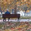 Image result for Autumn Leaves Colors