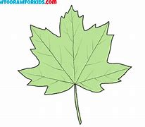 Image result for Field Maple Leaf Outline