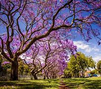 Image result for Wallpaper Purple with Flowers Paper Margin