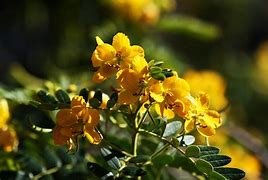 Image result for Bright Colored Flowers