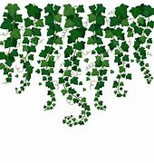 Image result for Climbing Ivy PNG