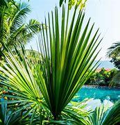 Image result for Downloadable Palm Leaf