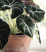 Image result for Alocasia Macrorrhiza Tri Color