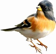 Image result for Zoo Animals Birds Collage