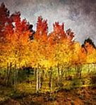 Image result for Real Aspen Tree Walls