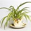 Image result for House plants Identification