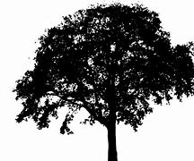 Image result for Big Tree Silhouette