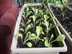 Image result for Indoor Vegetable Garden