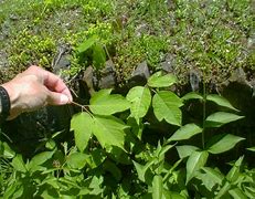 Image result for Poison Ivy Sapling