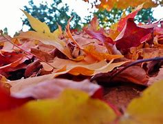 Image result for Fall Leaves Free Printable Images