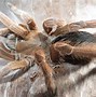 Image result for Top 10 Spiders