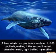 Image result for Funny Blue Whale