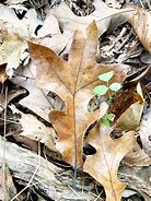 Image result for Post Oak Leaf Designs