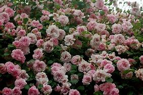 Image result for Queen Rose Dust