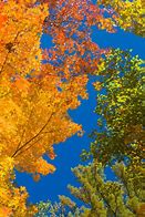 Image result for Fall Foliage NY State Map