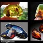 Image result for Different Kinds of Amber