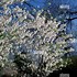 Image result for Prunus Yedoensis