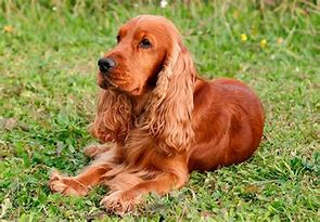 Image result for Cocker Spaniel Lab Mix Dogs