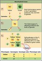 Image result for RNA Biology Impact Factor