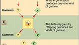 Image result for Biology DNA and RNA