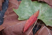 Image result for Fall Leaves Background Portrait