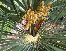 Image result for Chinese Fan Palm Clump