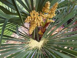 Image result for Chinese Fan Palm Fully Grown