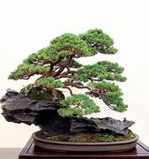 Image result for Bonsai Tree On Rock