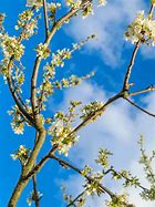 Image result for Dwarf Pink Weeping Cherry Tree