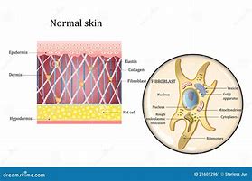 Image result for Human Skin Cell Diagram