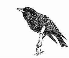 Image result for Oriole Cartoon Bird