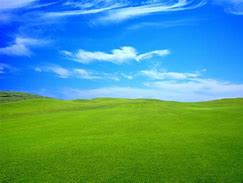 Image result for Light Blue Grass