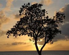 Image result for Black tree silhouette