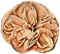 Image result for Transparent Drawing Brown Flowers