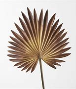 Image result for Fan Palm Egypt