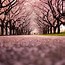 Image result for Cherry Blossom Tree Wallpaper