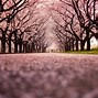 Image result for One Cherry Blossom Branch